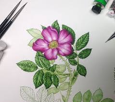 Attēlu rezultāti vaicājumam “Rosaceae”