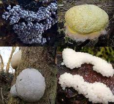 Attēlu rezultāti vaicājumam “Fuligo cinerea spores”