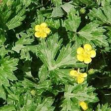 Attēlu rezultāti vaicājumam “Ranunculus repens”