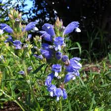 Attēlu rezultāti vaicājumam “Dracocephalum ruyschiana fruit”