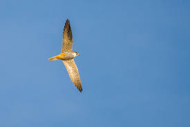 Attēlu rezultāti vaicājumam “Falco subbuteo”