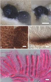 Attēlu rezultāti vaicājumam “Licea castanea sessile”