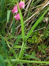Attēlu rezultāti vaicājumam “Lathyrus sylvestris fruit”