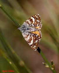 Attēlu rezultāti vaicājumam “Paramesus obtusifrons”