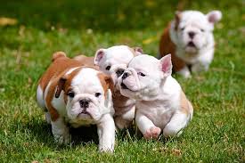 Image result for Non Hosted Test Club