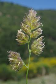 Attēlu rezultāti vaicājumam “Dactylis glomerata subsp. glomerata”