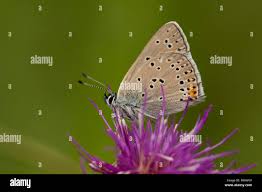 Attēlu rezultāti vaicājumam “Lycaena hippothoe female”