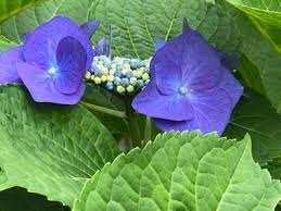 「金を失う 鉄」の画像検索結果