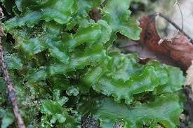 Attēlu rezultāti vaicājumam “Metzgeria violacea”