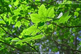 Attēlu rezultāti vaicājumam “Acer pseudoplatanus leaf”
