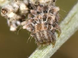 Attēlu rezultāti vaicājumam “Thetidia smaragdaria”