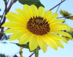 Attēlu rezultāti vaicājumam “Helianthus annuus flower”