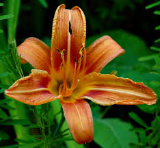 Attēlu rezultāti vaicājumam “Hemerocallis lilioasphodelus flower”