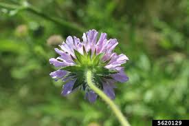 Attēlu rezultāti vaicājumam “Knautia arvensis leaf”
