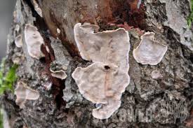 Attēlu rezultāti vaicājumam “Stereum rugosum”