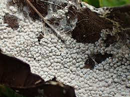 Attēlu rezultāti vaicājumam “Diderma globosum spores”