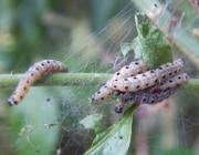 Attēlu rezultāti vaicājumam “Yponomeuta malinellus / cagnagella larva”