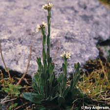 Attēlu rezultāti vaicājumam “Arabis hirsuta flower”