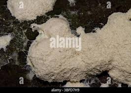 Attēlu rezultāti vaicājumam “Fuligo septica var. candida spores”