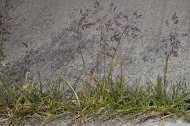 Attēlu rezultāti vaicājumam “Poa humilis”