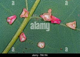 Attēlu rezultāti vaicājumam “Neuroterus albipes”