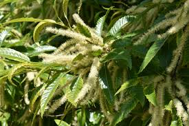 Attēlu rezultāti vaicājumam “Castanea sativa  leaf”