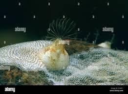 Attēlu rezultāti vaicājumam “Balanus improvisus”