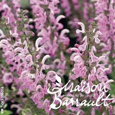 Image result for Salvia pratensis `Rose Rhapsody