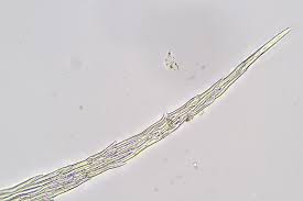 Attēlu rezultāti vaicājumam “Sanionia uncinata”