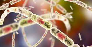 Attēlu rezultāti vaicājumam “Diderma simplex spores”