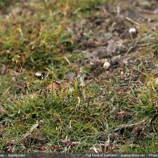 Attēlu rezultāti vaicājumam “Carex capillaris fruit”