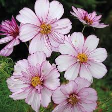 Image result for Schmuckkörbchen