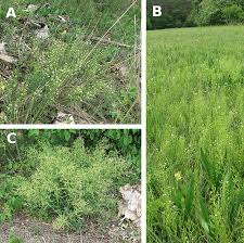 Attēlu rezultāti vaicājumam “Thesium ebracteatum”