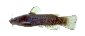 Image result for Ictalurus punctatus
