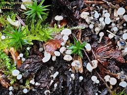 Attēlu rezultāti vaicājumam “Cudoniella acicularis”