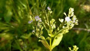 Attēlu rezultāti vaicājumam “Veronica anagallis-aquatica”