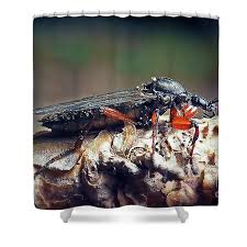 Attēlu rezultāti vaicājumam “Bibionidae female”