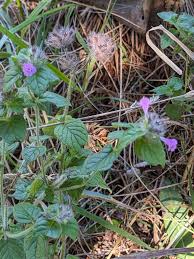 Attēlu rezultāti vaicājumam “Clinopodium vulgare”