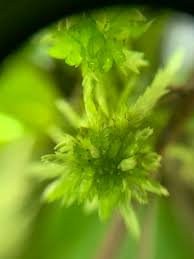 Attēlu rezultāti vaicājumam “Sphagnum inundatum”