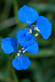 Attēlu rezultāti vaicājumam “Commelinaceae”