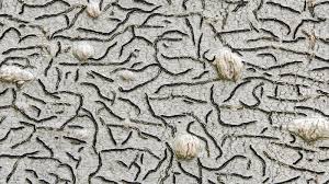 Attēlu rezultāti vaicājumam “Graphis scripta”