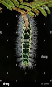 Attēlu rezultāti vaicājumam “Calliteara pudibunda larva”