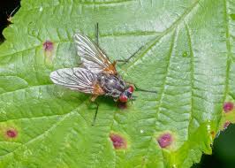 Attēlu rezultāti vaicājumam “Phronia sp. larva”