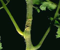 Attēlu rezultāti vaicājumam “Diderma rufostriatum young”