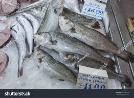 Image result for Umbrina cirrosa