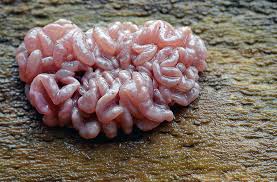 Attēlu rezultāti vaicājumam “Ascocoryne sarcoides”