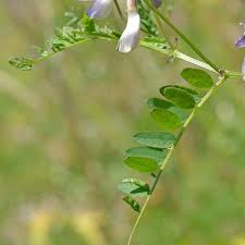 Attēlu rezultāti vaicājumam “Vicia sylvatica leaf”