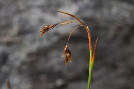 Attēlu rezultāti vaicājumam “Carex capillaris”