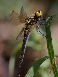 Attēlu rezultāti vaicājumam “Leucorrhinia dubia”