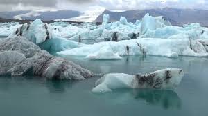 Image result for Ildblomkarse